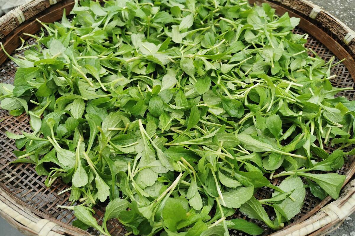 3月吃野菜，不要只知道荠菜，这“南京三宝”，比荠菜味道鲜美