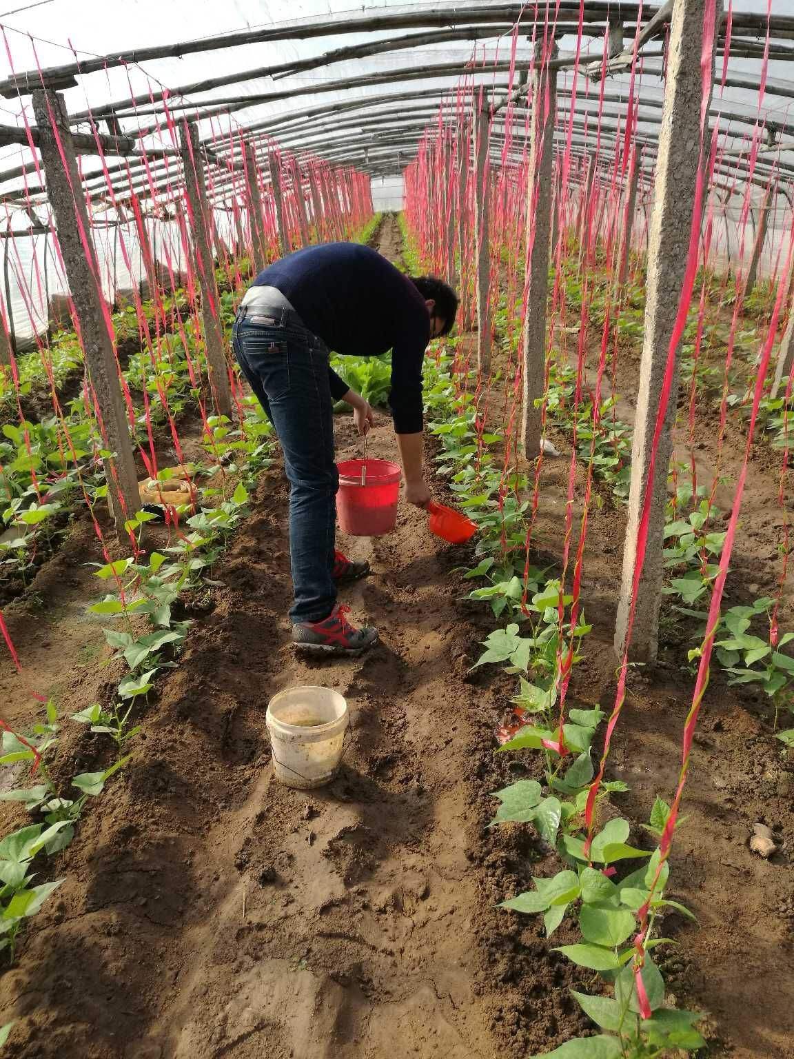 种豆角学会这几招豆角高产很容易,种豆角的技巧用什么肥