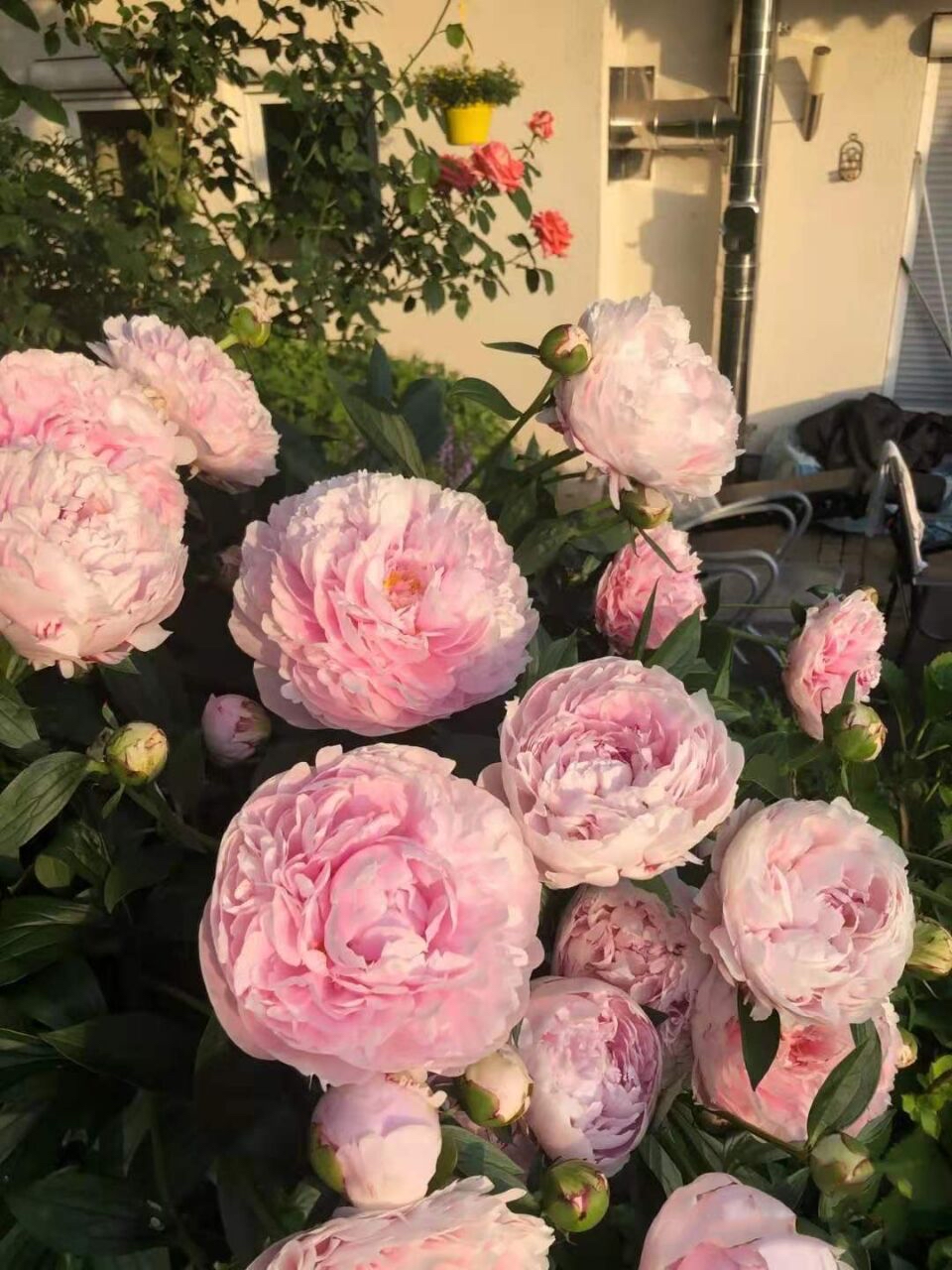 芍药花怎么养才好看呢,阳台怎么养芍药花