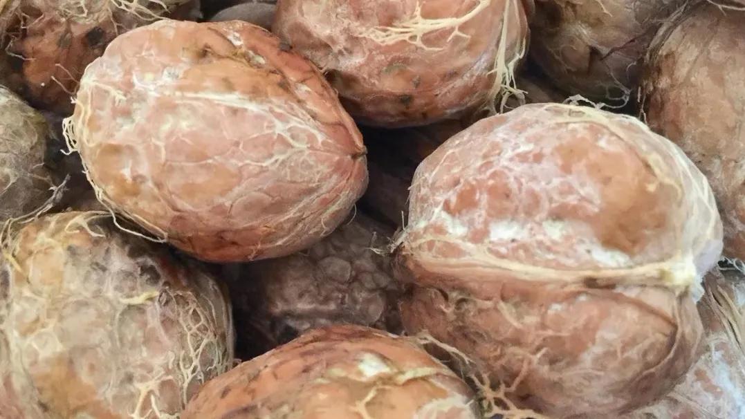 吃个鲜核桃真不容易,吃鲜核桃的季节到了