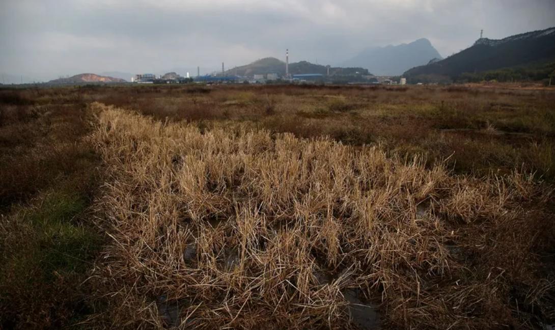 日本人在山东租了1500亩地,日本人在山东租地1500亩现状