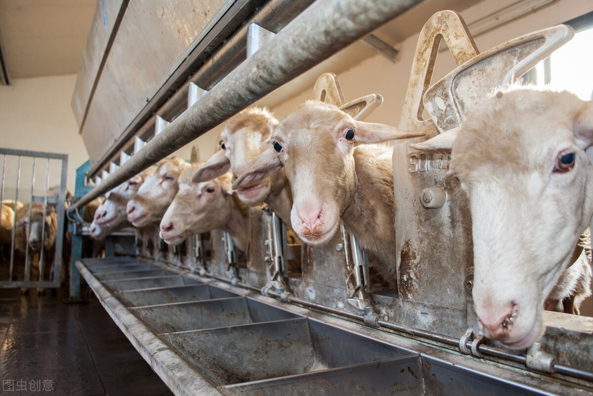 育肥羊养羊知识大全,养羊圈养育肥