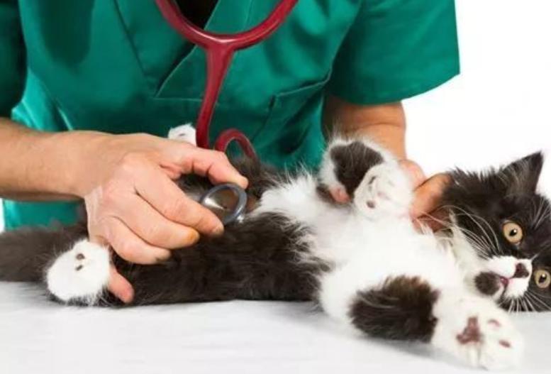 治疗猫咪急性肠胃炎,猫咪肠胃炎用什么药怎么喂