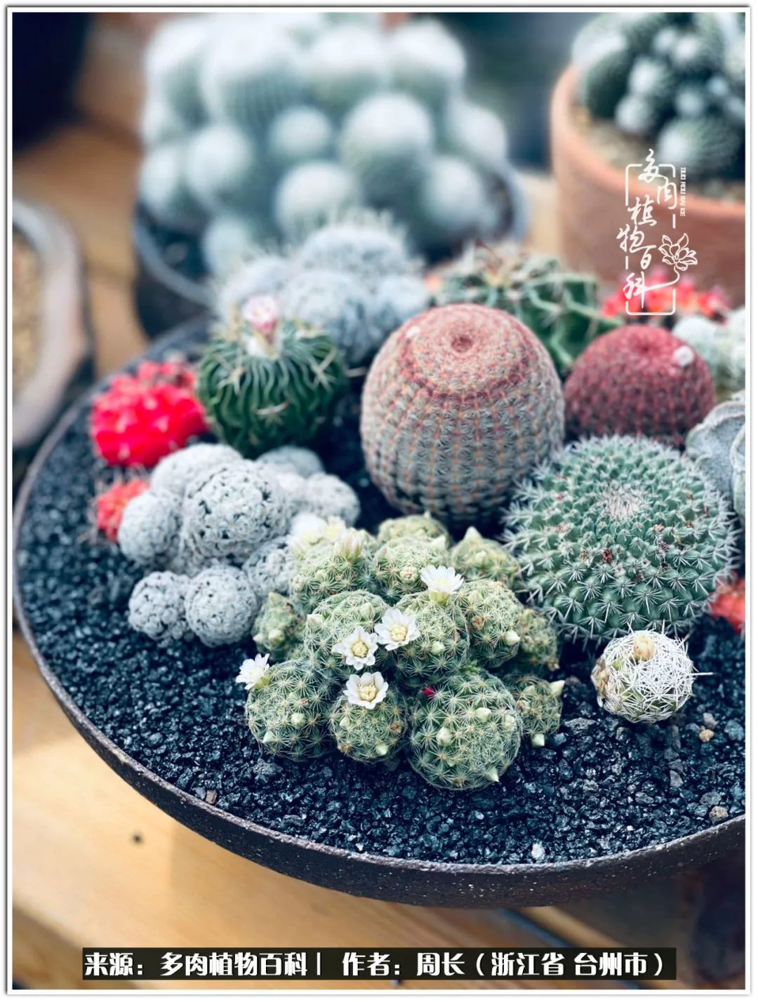 多肉拼盘新手入门,多肉拼盘说说