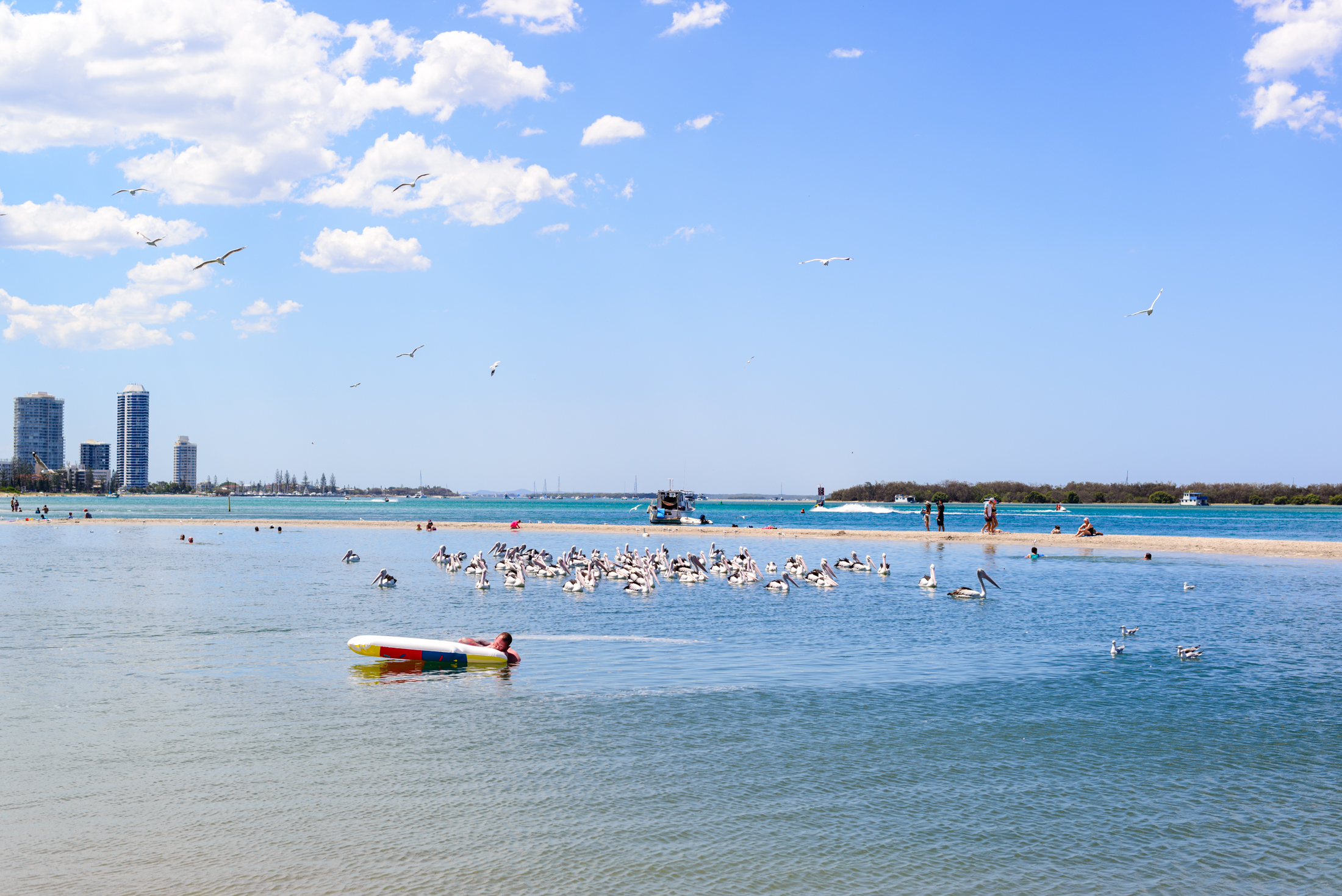 澳洲黄金海岸喂鹈鹕,澳洲海边鹈鹕
