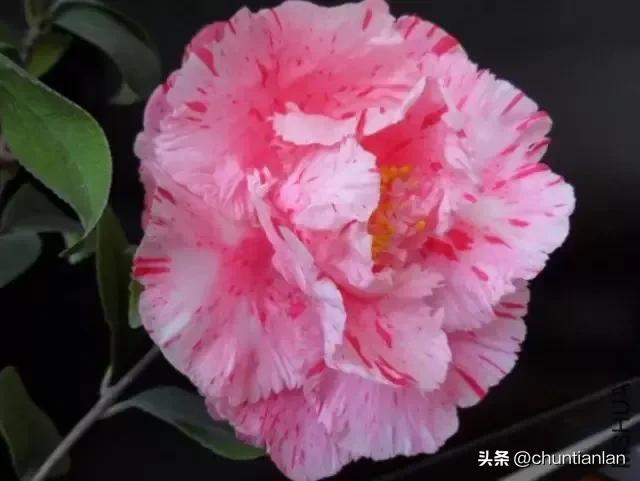 山茶花纯音乐,山茶花