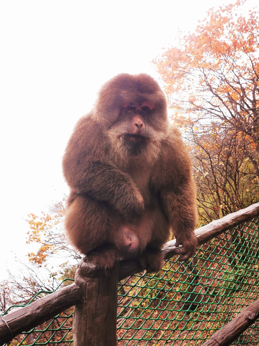 怒江金丝猴和峨眉猴干架,金丝猴遇上峨眉山猴子会发生什么