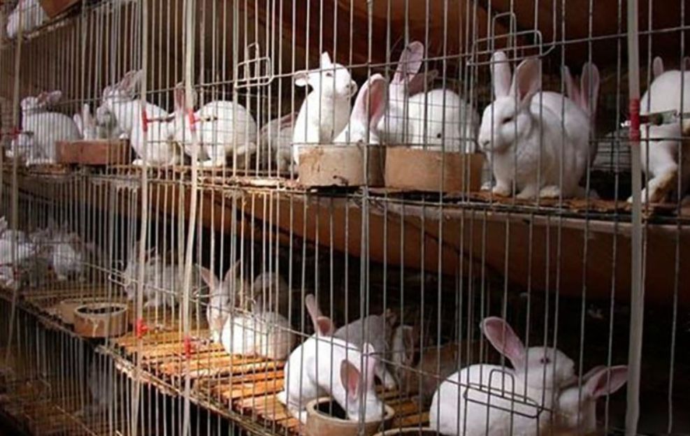 兔肉为什么没能成为主要肉食,吃草为何可以长肉