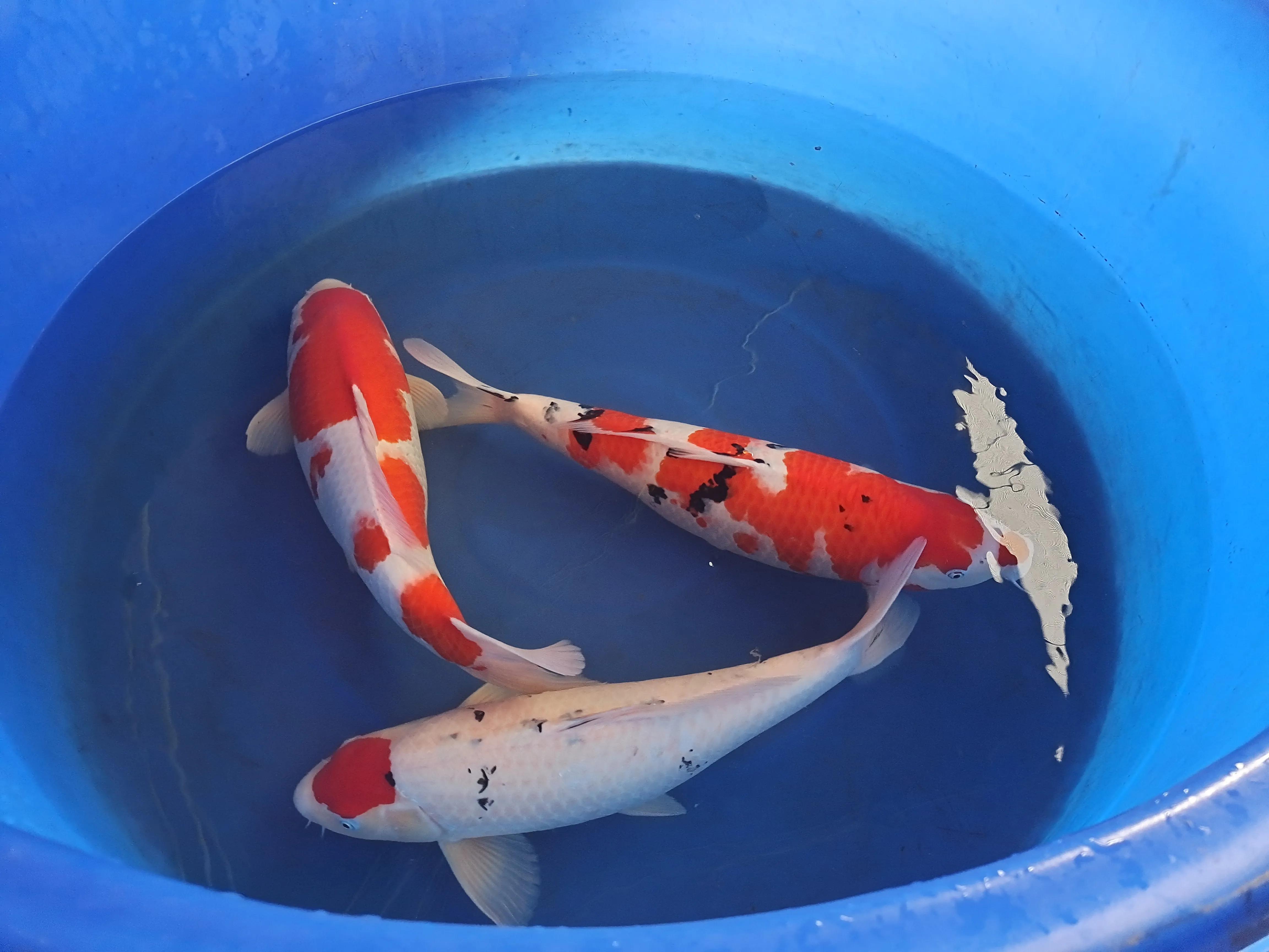 日本进口锦鲤和国产锦鲤区别,日本锦鲤品种及价格表