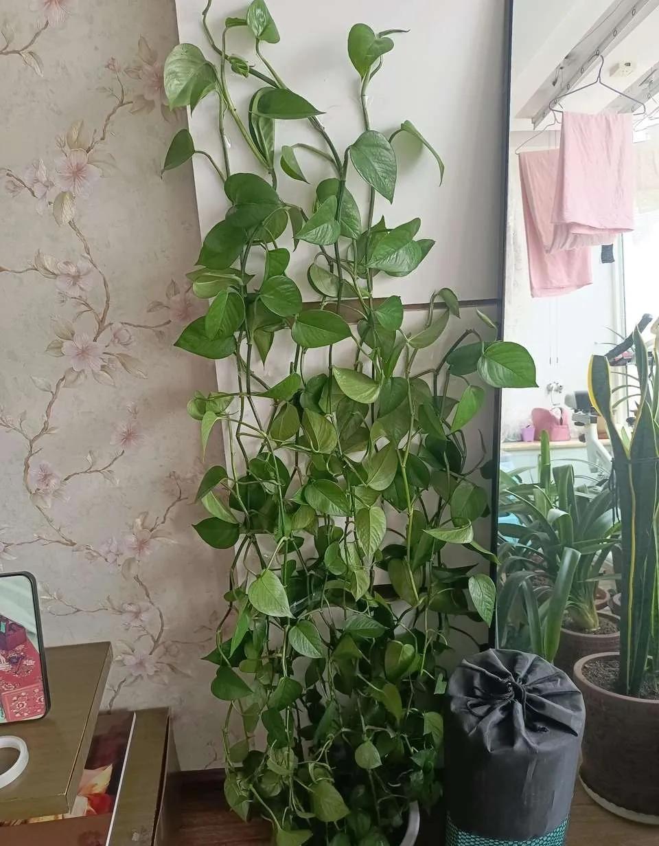 养绿萝小技巧叶子比手掌大,绿萝叶子长得大但不长藤蔓怎么办