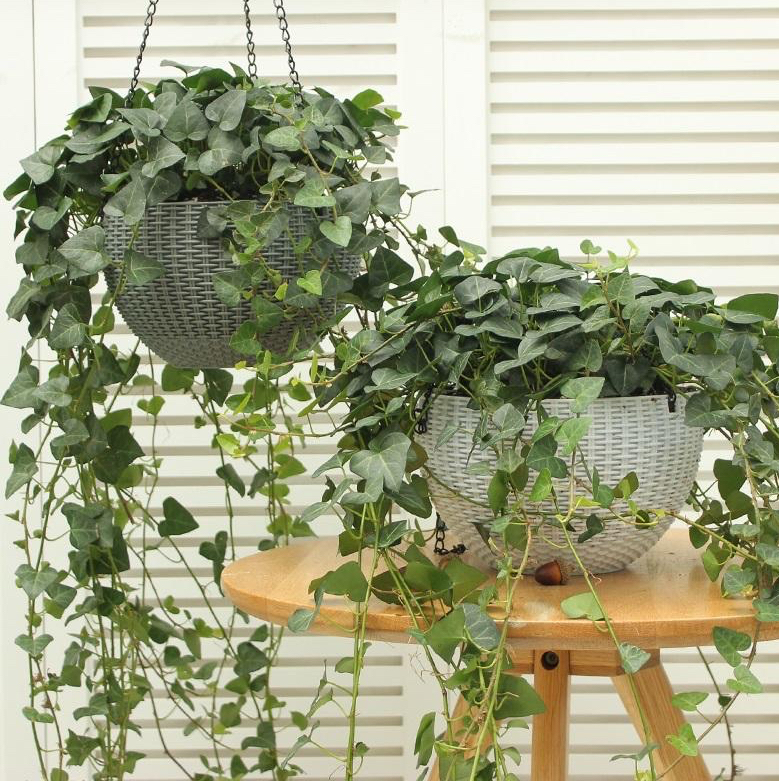 5种花漂亮又养人,5种花好养又漂亮