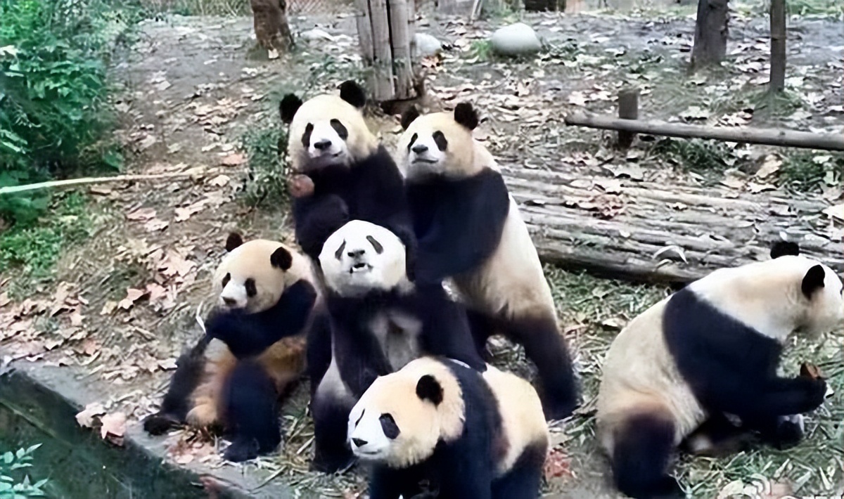 成都到青岛自驾游住宿攻略,成都旅游住宿攻略及费用