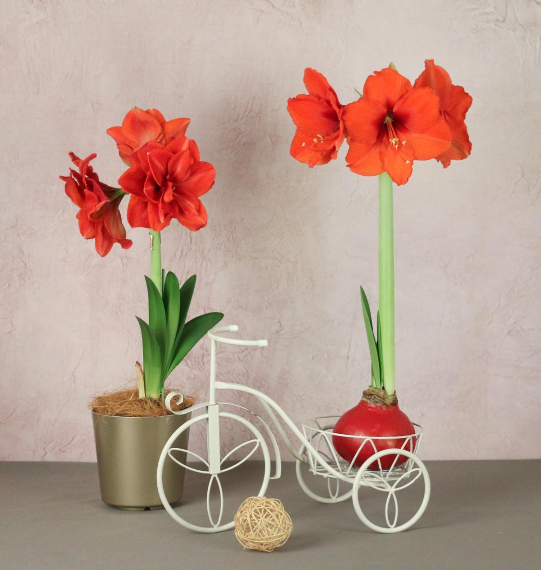 客单价高的绿植,最流行的球根花卉