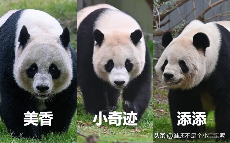 目前在国外的大熊猫有几只,大熊猫国外租借了多少只