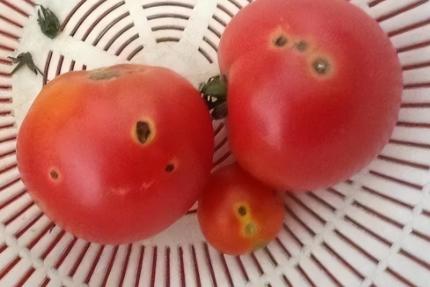 番茄果色偏黄怎么回事,番茄果实色泽评价