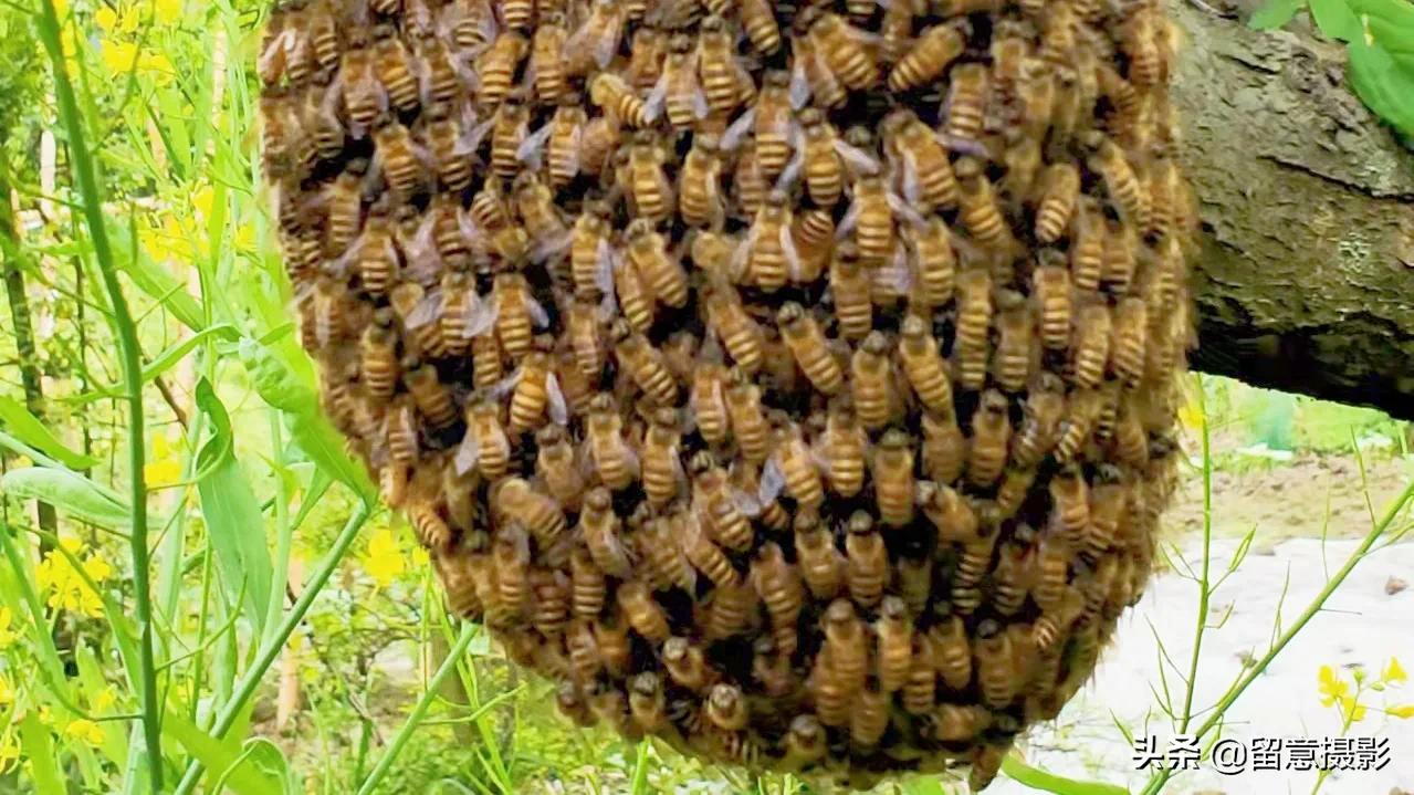 中蜂流蜜期合并蜂群,中蜂和蜂群合并方法