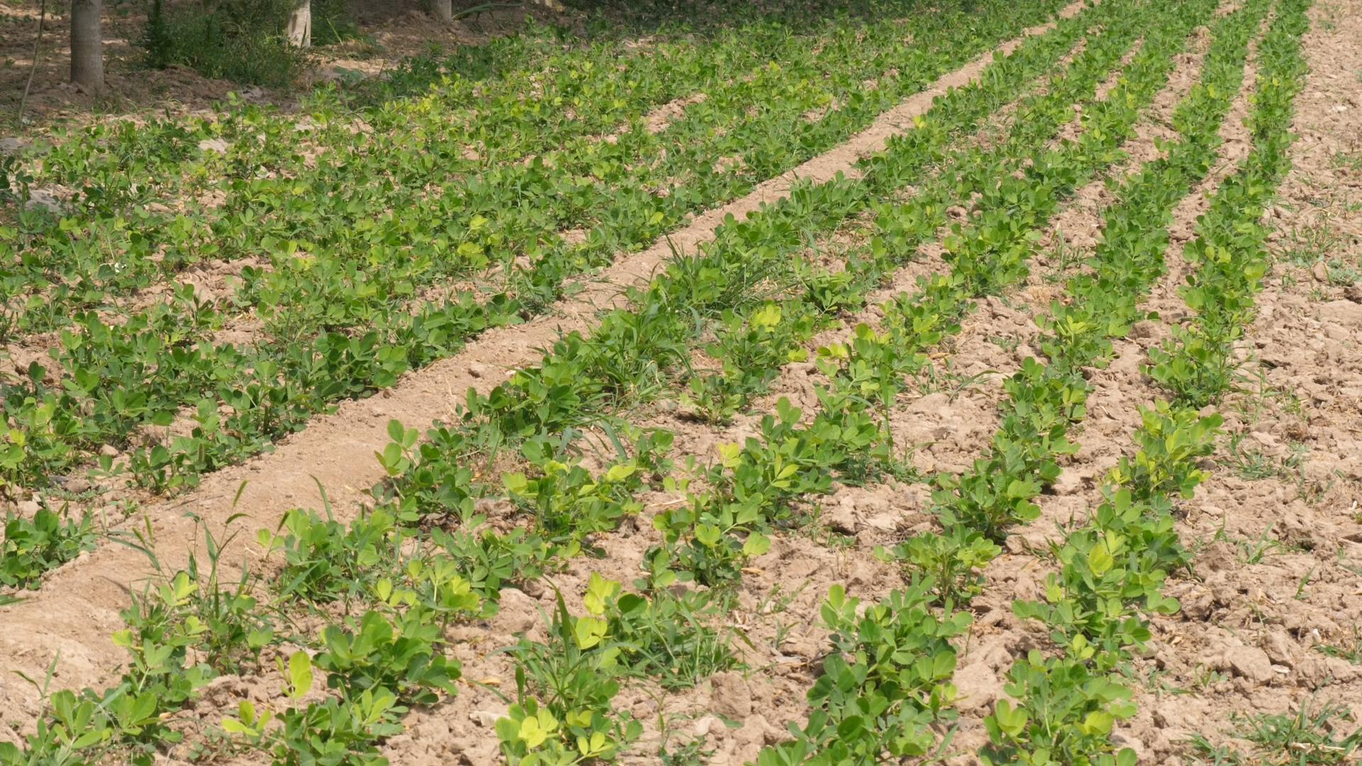 花生出苗后要高产应怎样管理,花生出苗条件