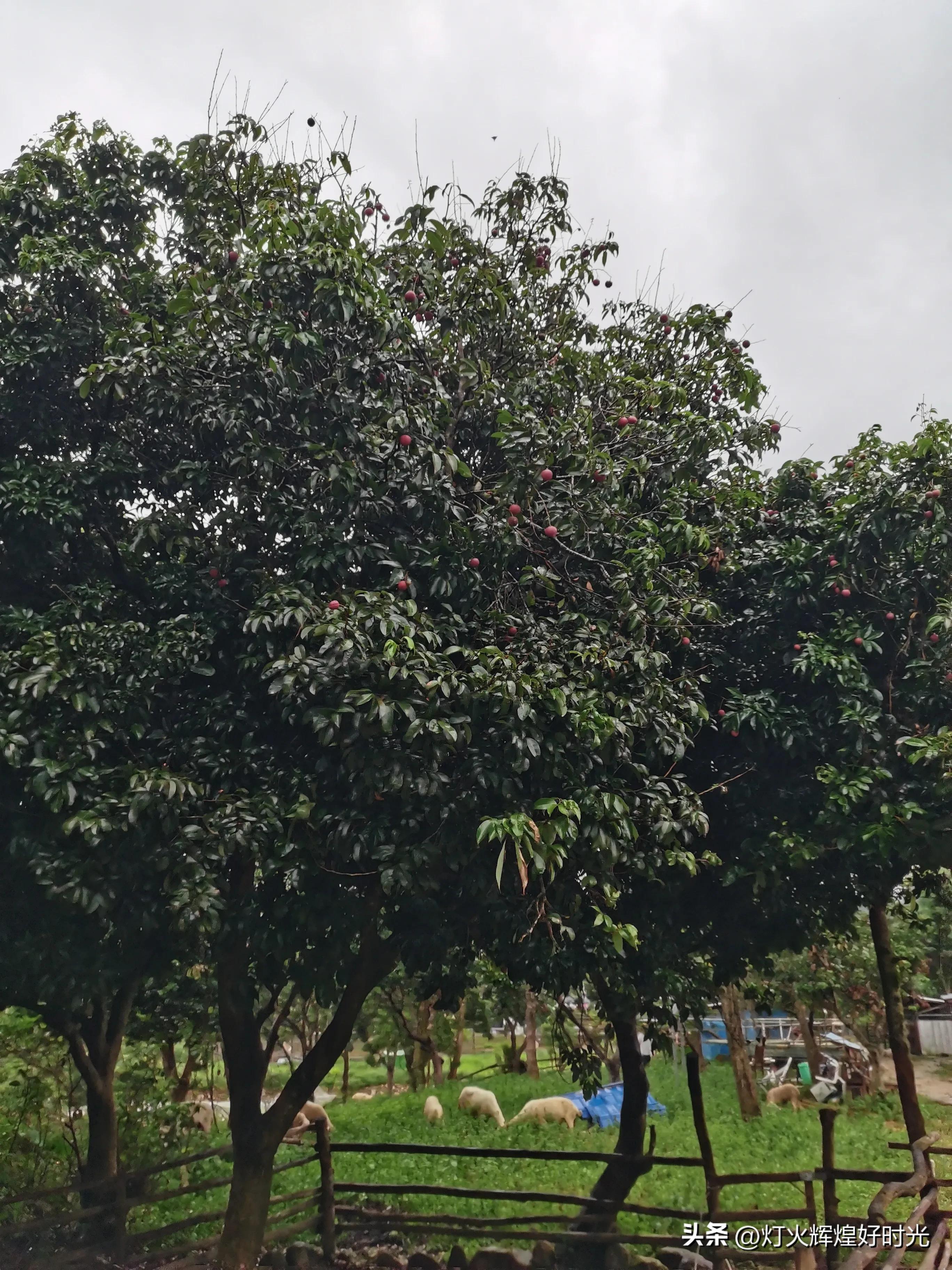 夏日掠影,雨天花开,人见人爱