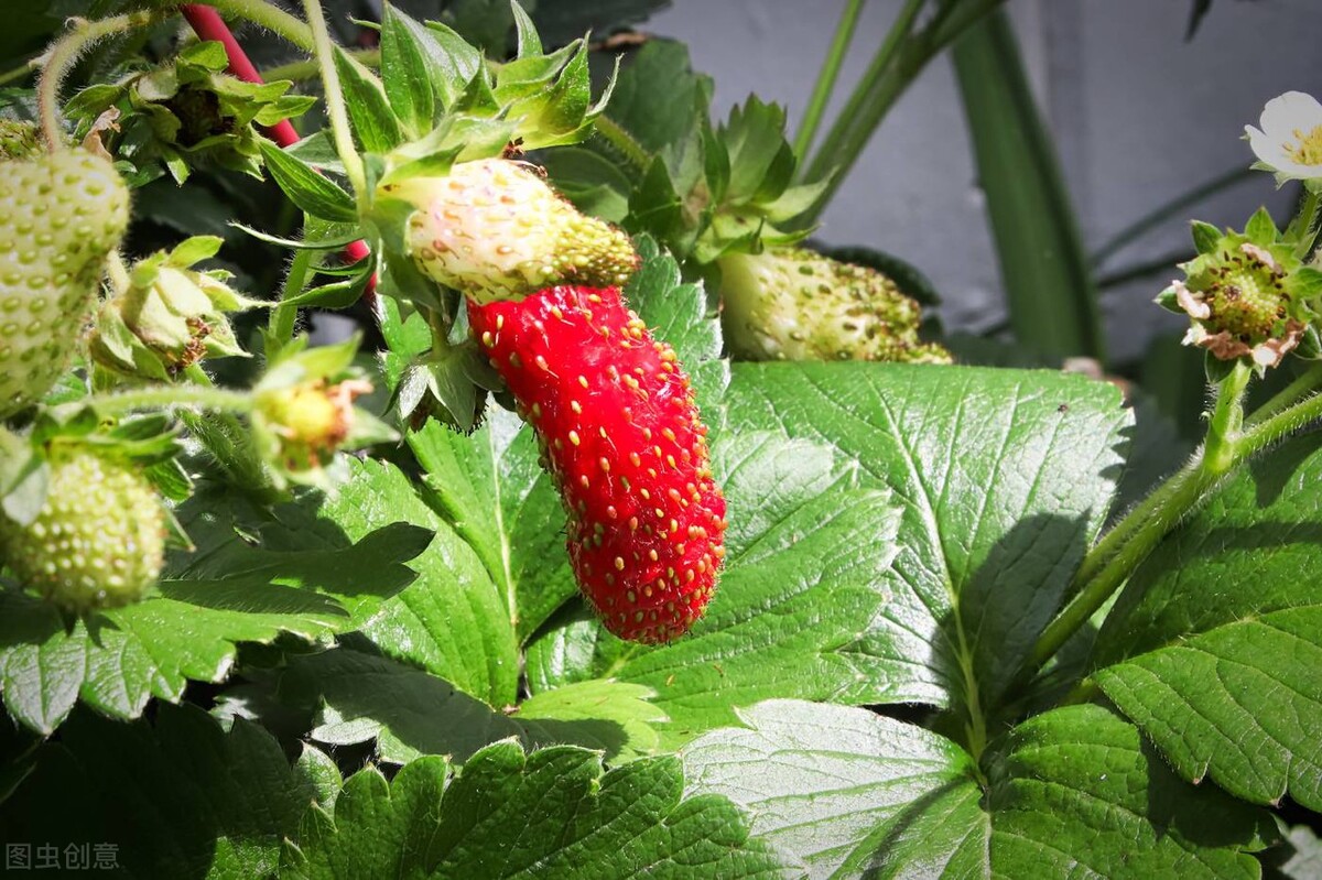 红艳的草莓,草莓红的正常吗