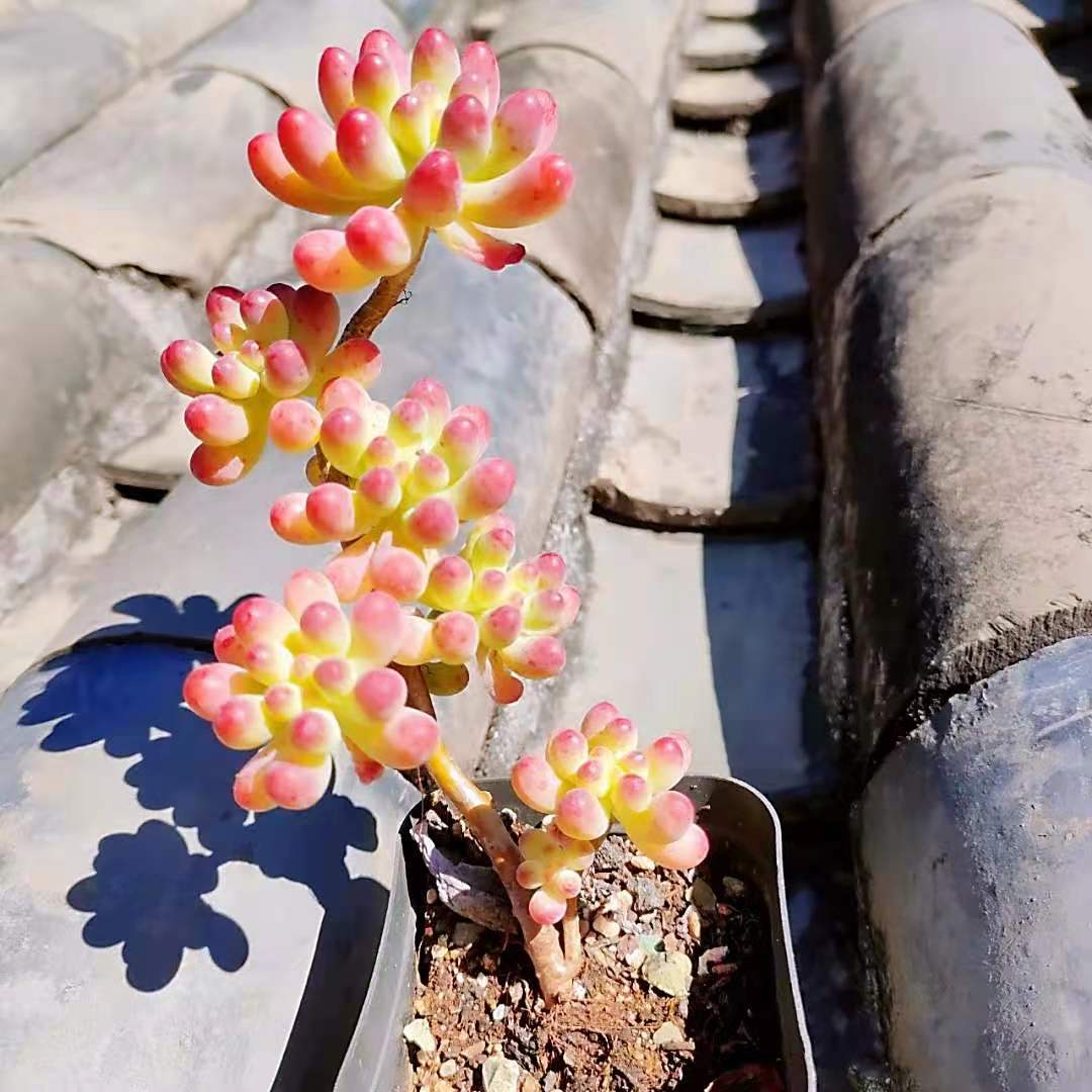 多肉乙女心四月份要不要把头弄掉,果冻乙女心多肉怎么养得又肥又大