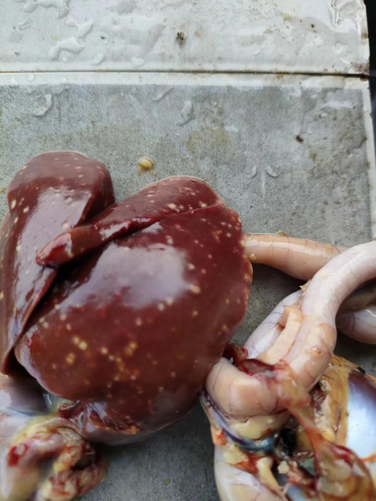 鸡的肝脏肿大是什么病,鸡的肝脏有红色的怎么回事