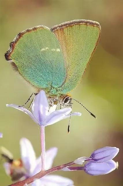 雨中的丁香,雨中的丁香句子