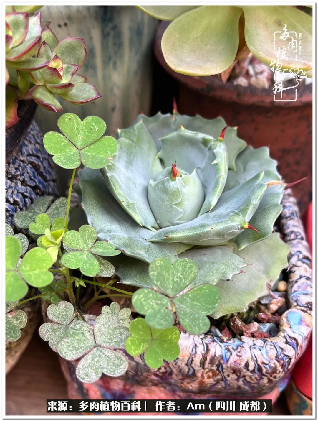 多肉小盆友生活多姿多彩,多肉小精灵福享不停