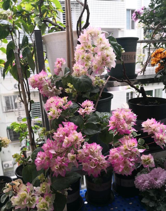 10种公认最好养的花三角梅,十种勤花三角梅