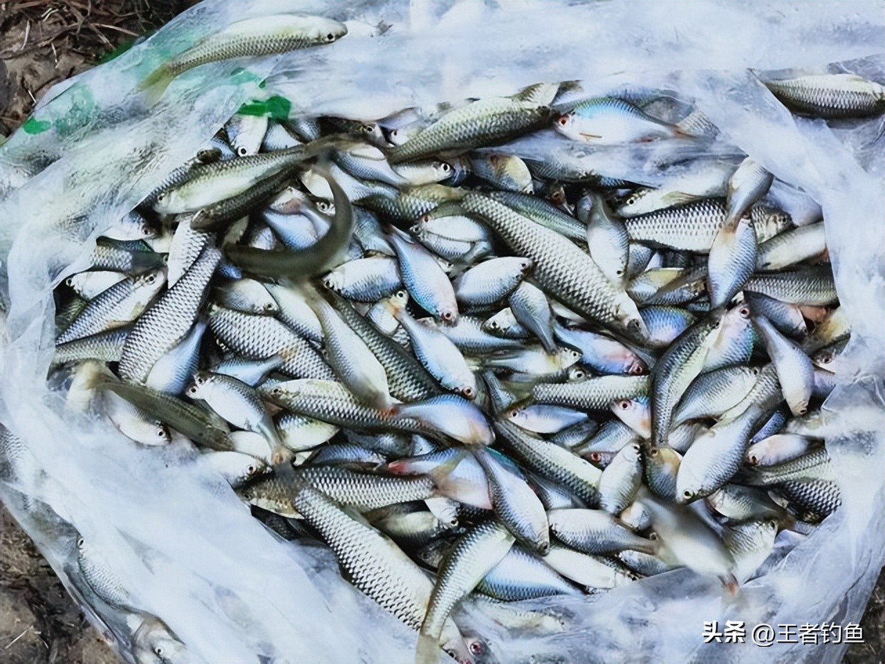 钓小鱼的鳑鲏十种方法,钓鳑鲏鱼最佳季节