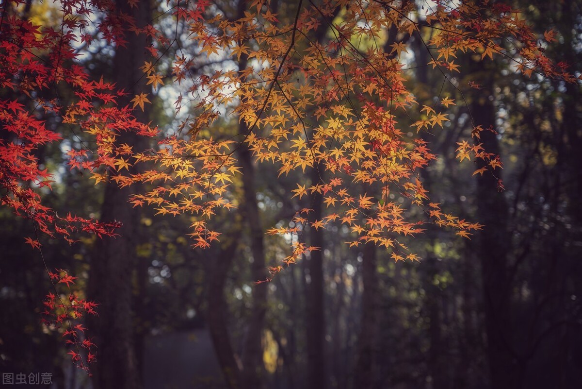 有一种真爱叫心有灵犀,有一种爱叫相思入骨