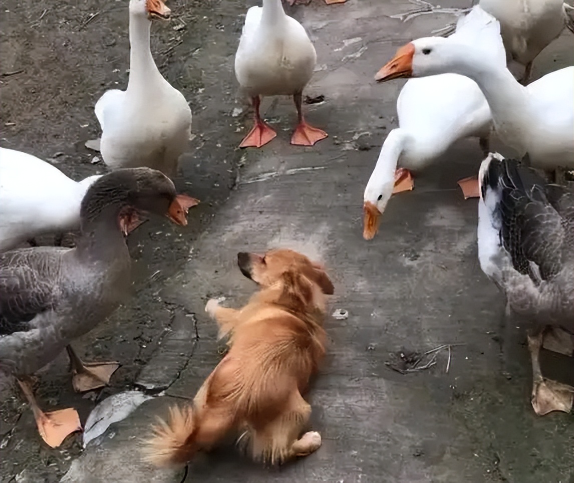 鹅粪便为什么能杀死蛇,大鹅的粪便能杀蛇吗