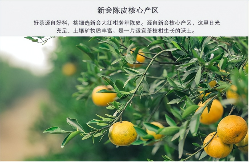 怎样选择小青柑茶品牌,小青柑的普洱茶是生茶还是熟茶