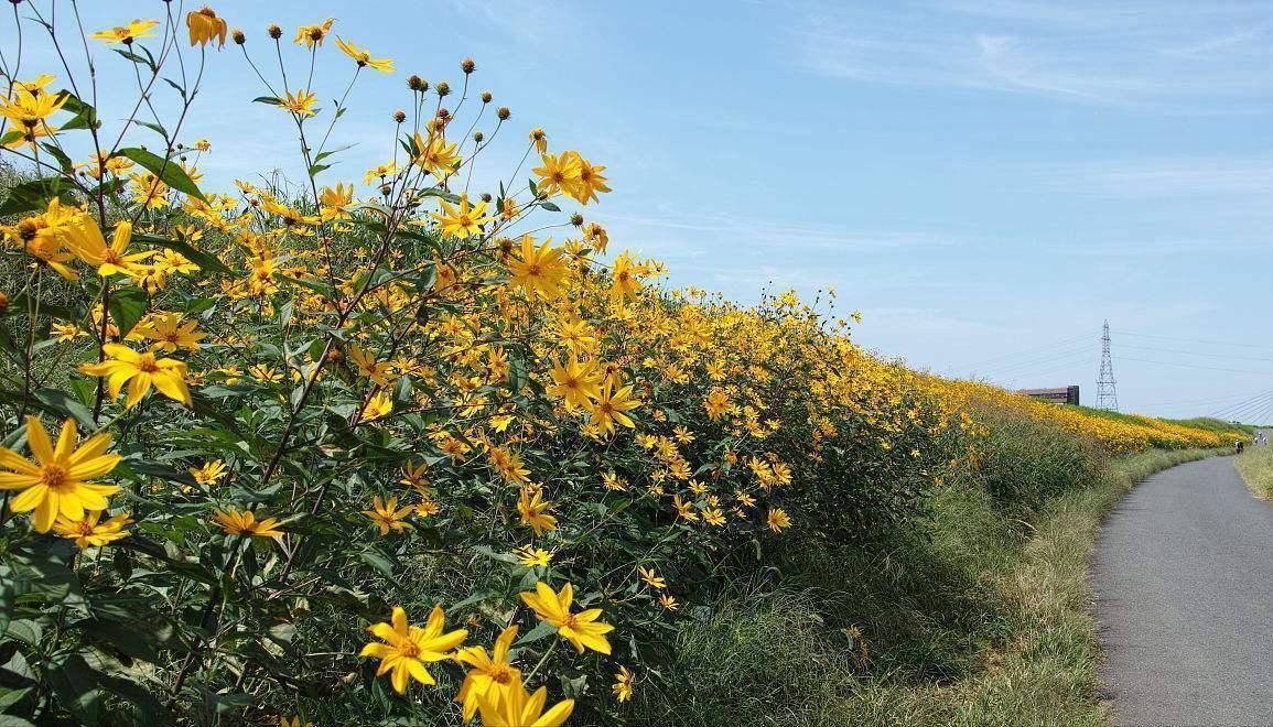 自己种的洋姜腌制成小菜,洋姜腌菜的方法和步骤