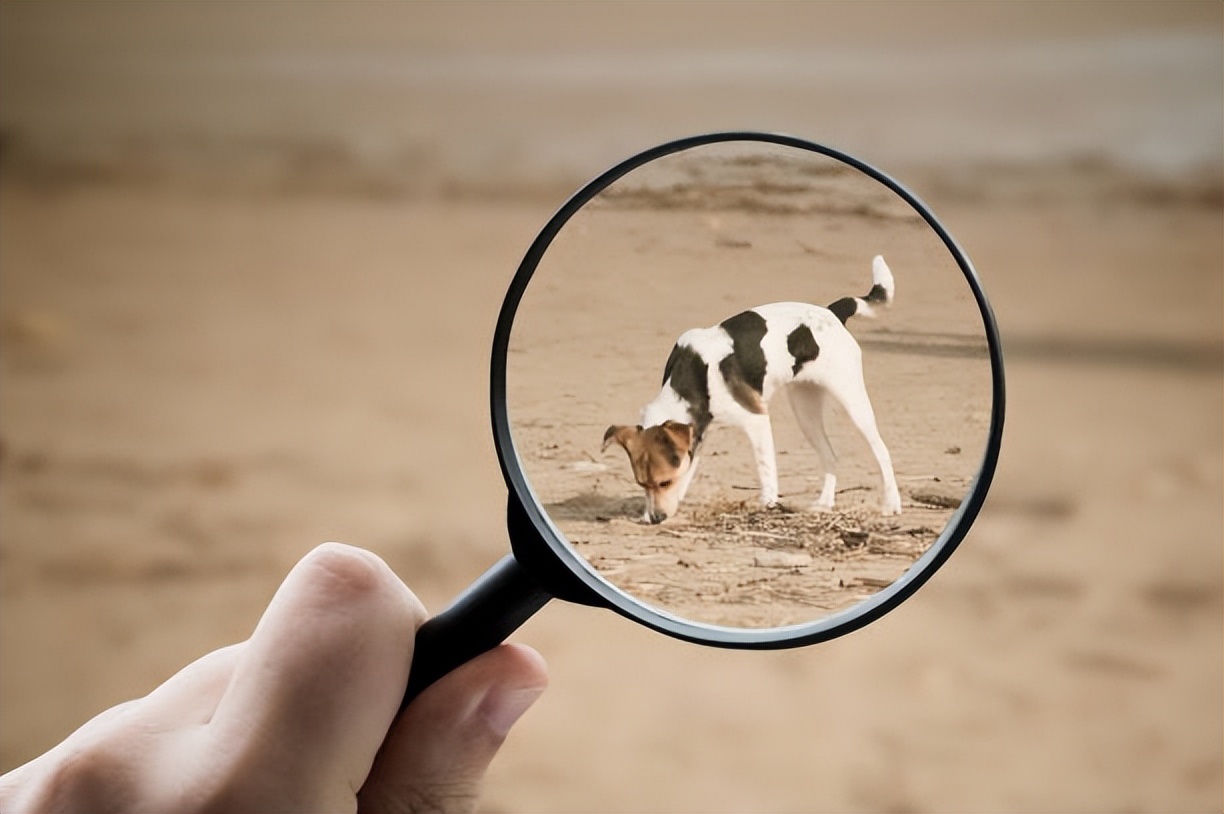 强迫狗狗吃狗粮好不好,宠物犬不给饭吃被疯狂虐待