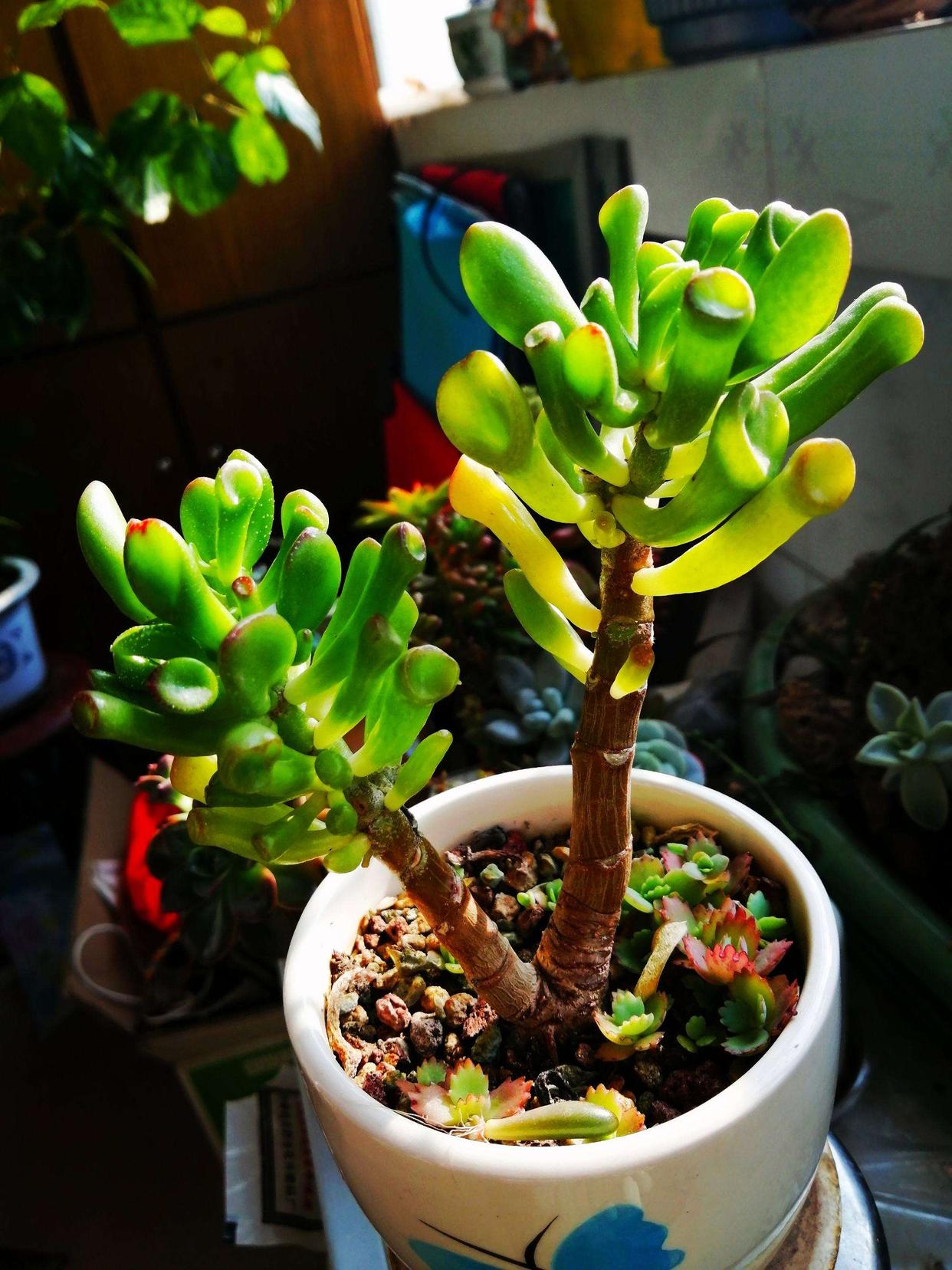 老人说，客厅见树，10家有9富，说得是真的吗？推荐9种吉祥树