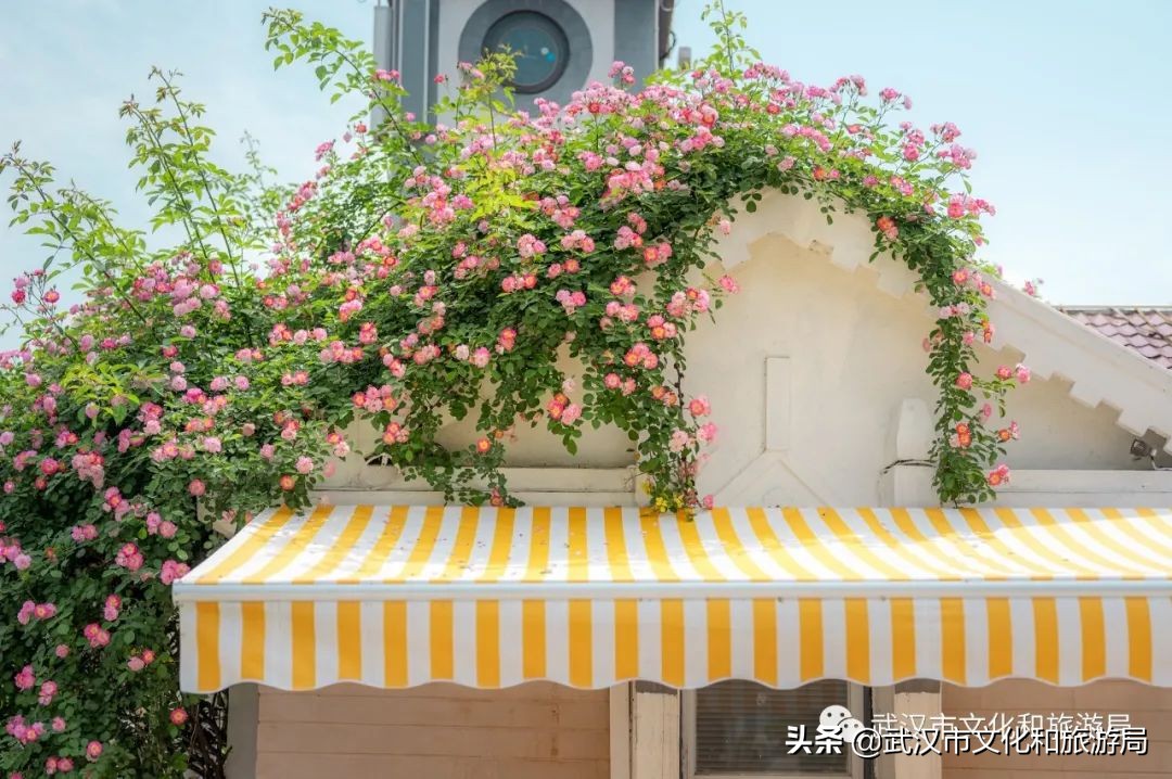 武汉的浪漫鲜花占一半,武汉的樱花开满了全城