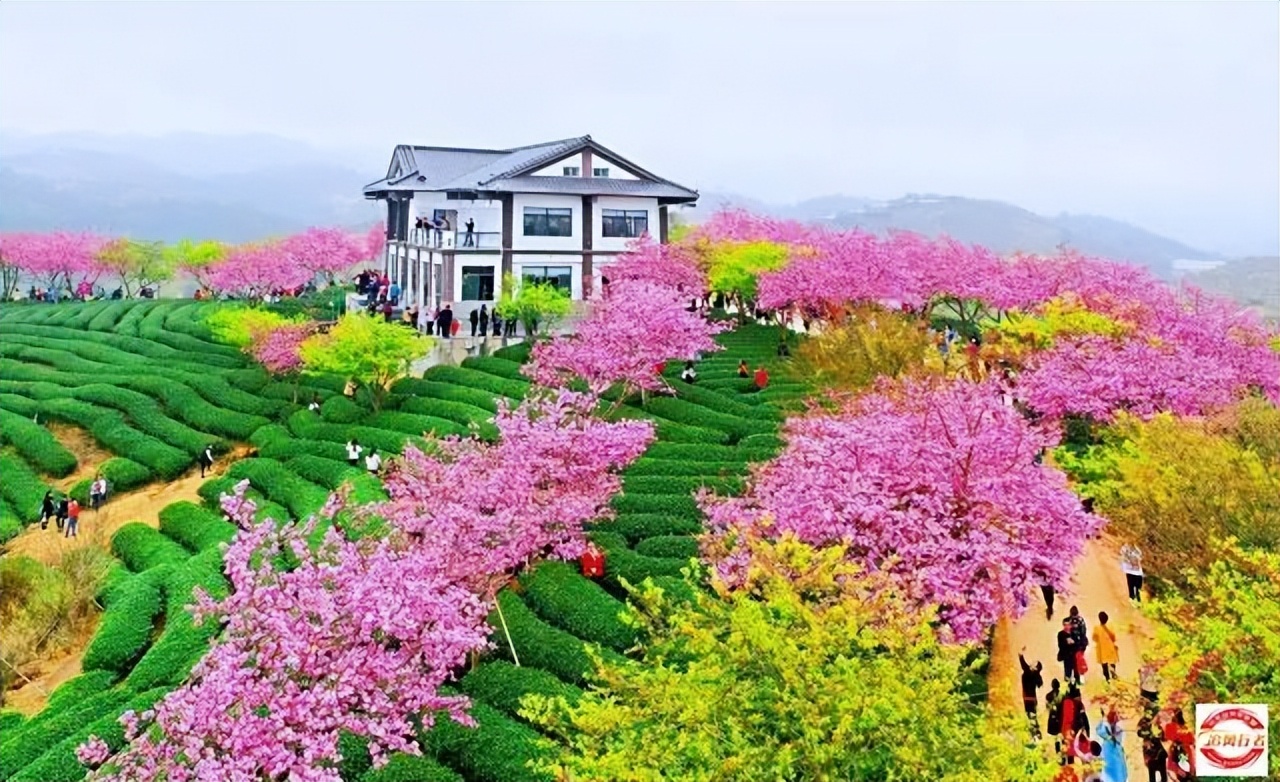 2023年2月11-19追风行者自驾永定土楼-鼓浪屿-九曲溪9日游招募中