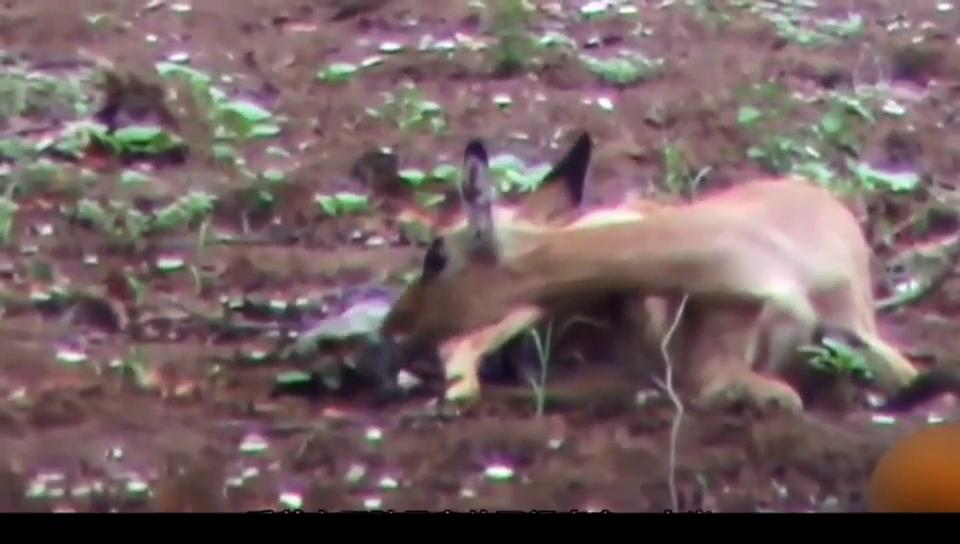 小羚羊幼崽被人类救,刚出生的小羚羊却被折磨