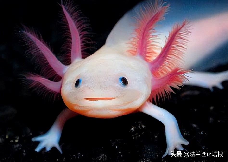 广州海关查获濒危红珊瑚制品348件,广州海关查获六角恐龙