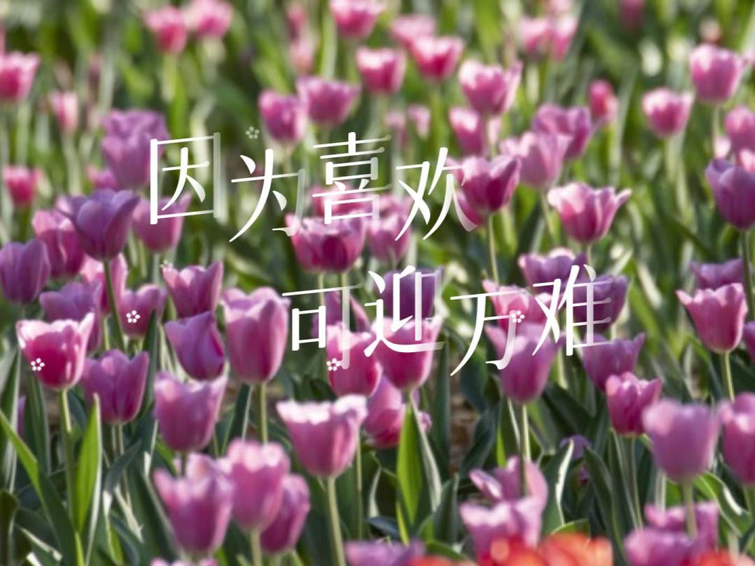 郁金香的花语是永远的爱,郁金香花语是永恒的爱与祝福