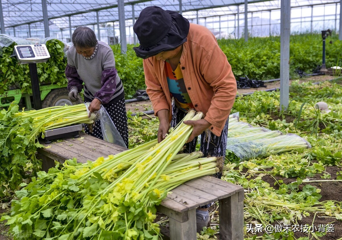 赤霉素适用于什么作物,赤霉素在不同作物上如何使用