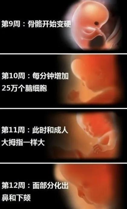 胎宝宝每个月发育全过程图,胎宝宝1到10个月变化过程