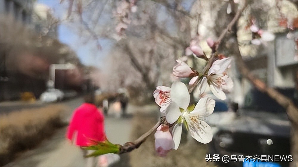 满园春色作品欣赏,满园春色惹人醉美文