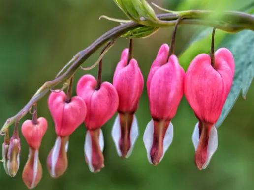 2024年属兔的买什么花招财呢,2022年属兔的人养什么植物最旺