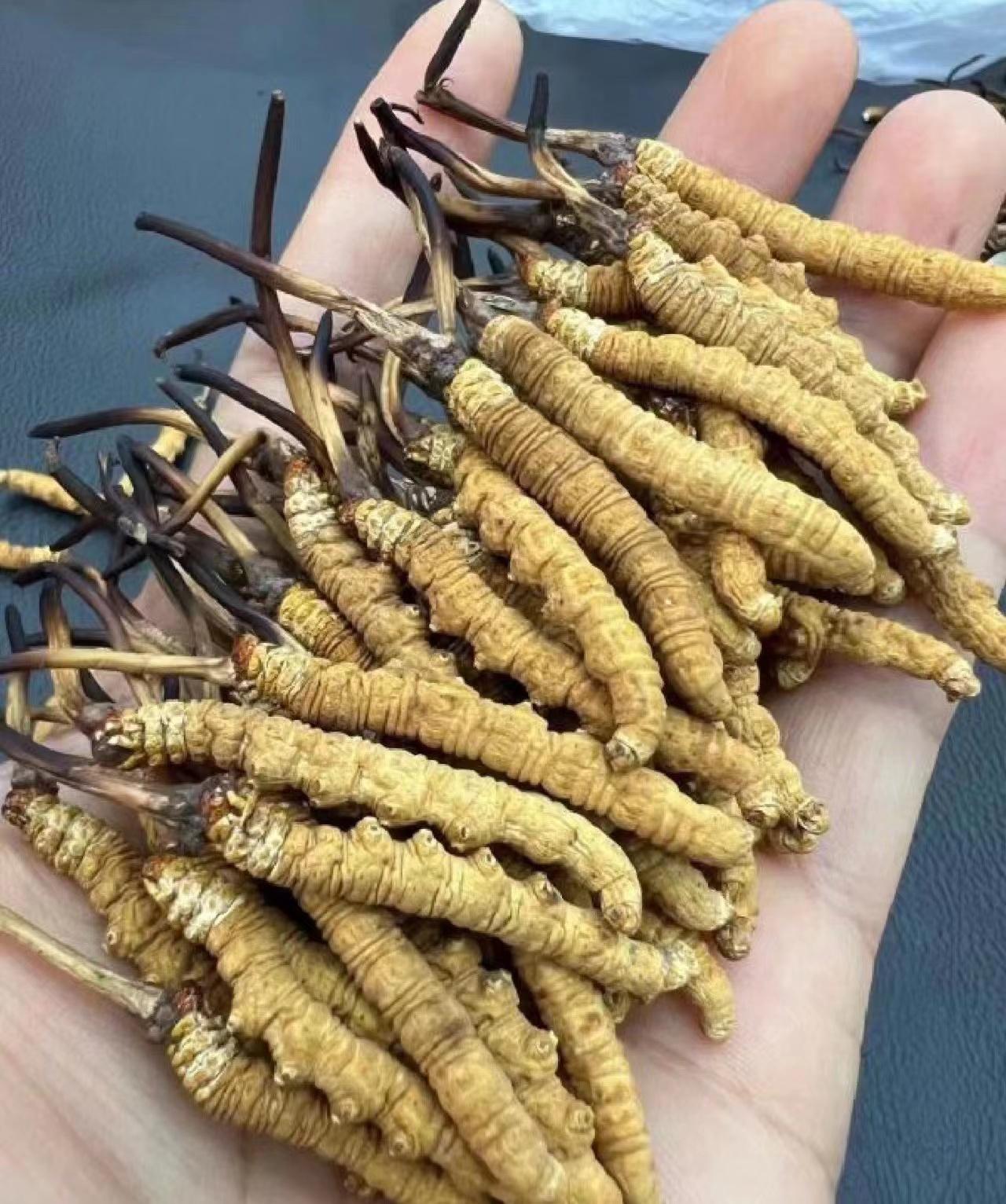 2024年冬虫夏草一斤价格多少,冬虫夏草干草最新价格行情