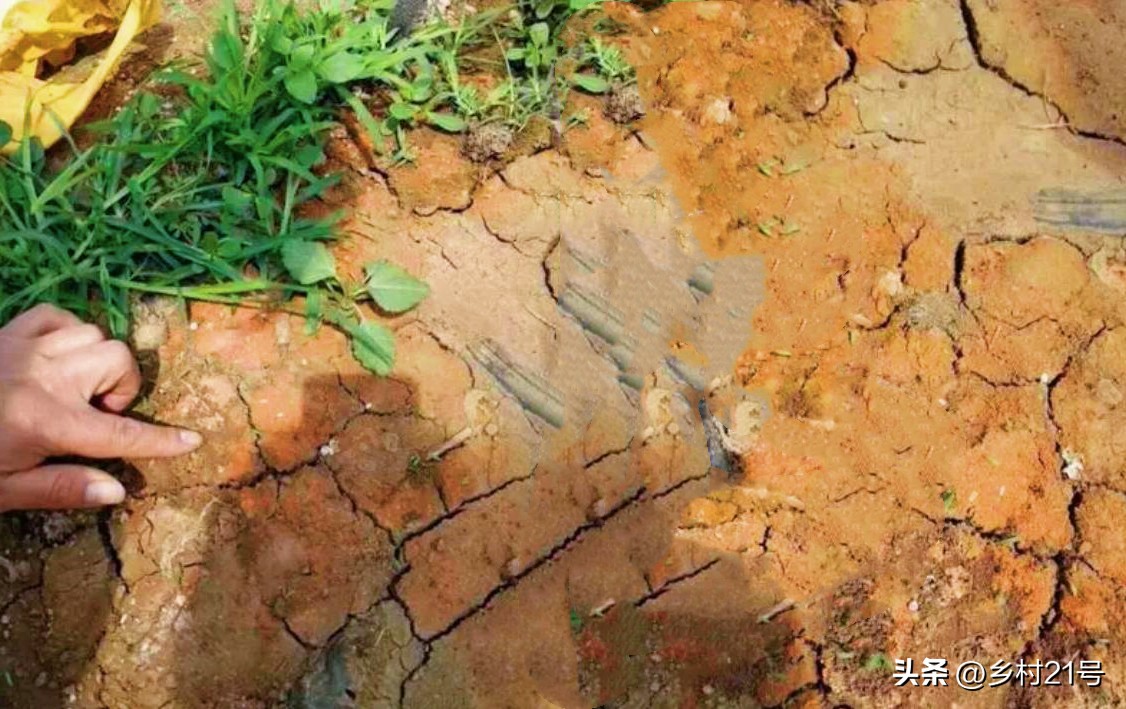 不要再愁没有好土种菜了，到松树下装一袋，一泡一闷营养土就来了