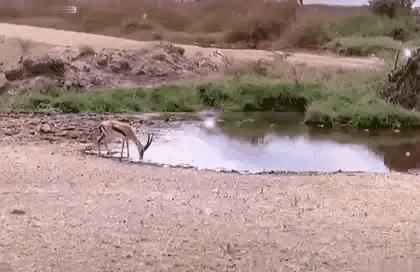 神回复：扔第一颗的时候，日本就是这么想的！神评把我笑死了