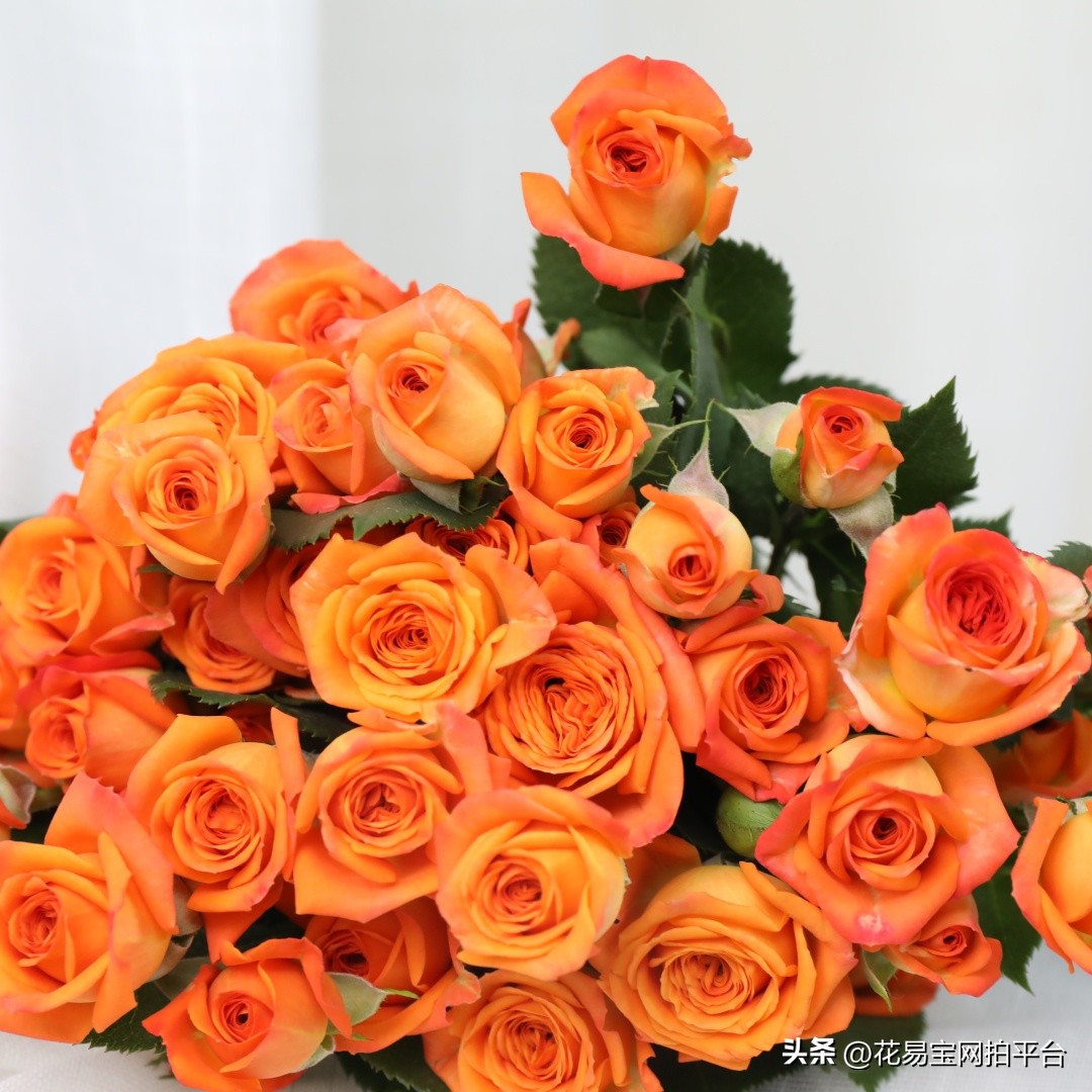 女神节快到了，哪些花材值得备货？内含优质卖家推荐！