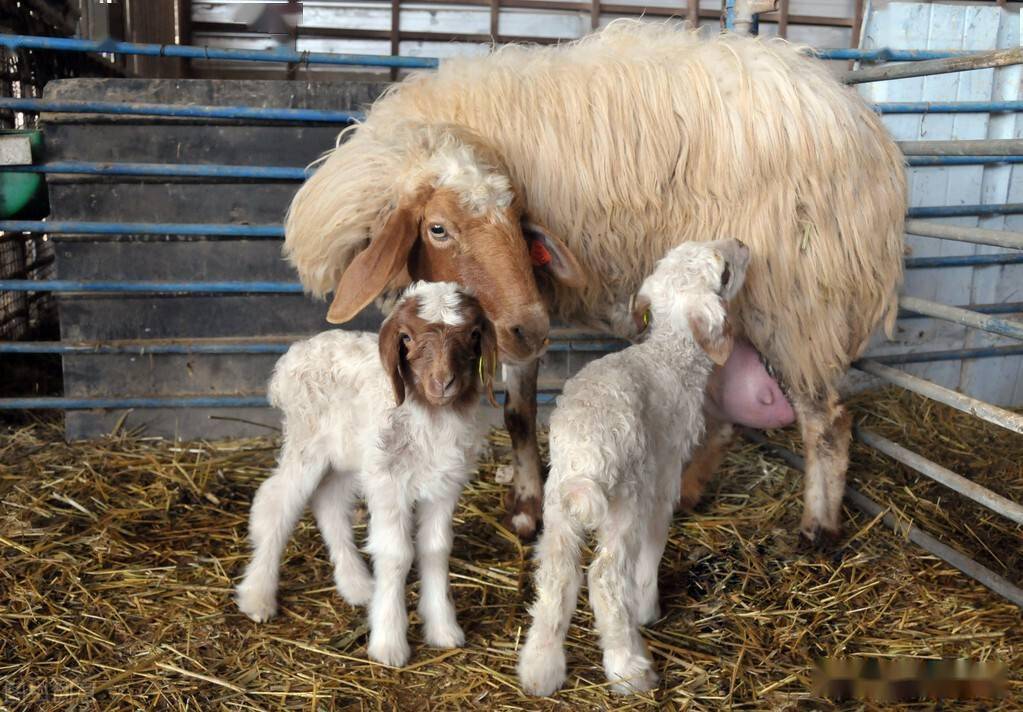 生小羊的母羊怎样尽快怀孕,怎样分辨母羊要生小羊