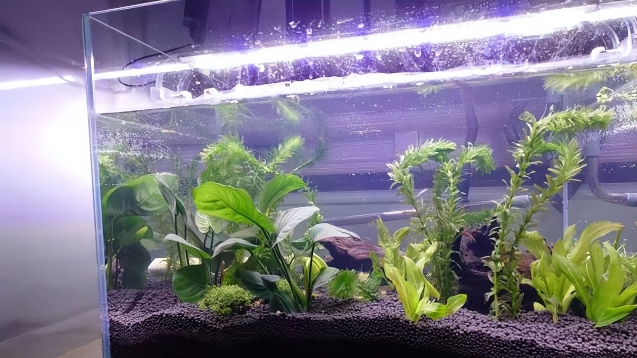 30缸天空之城鱼缸造景,20厘米鱼缸原生缸造景